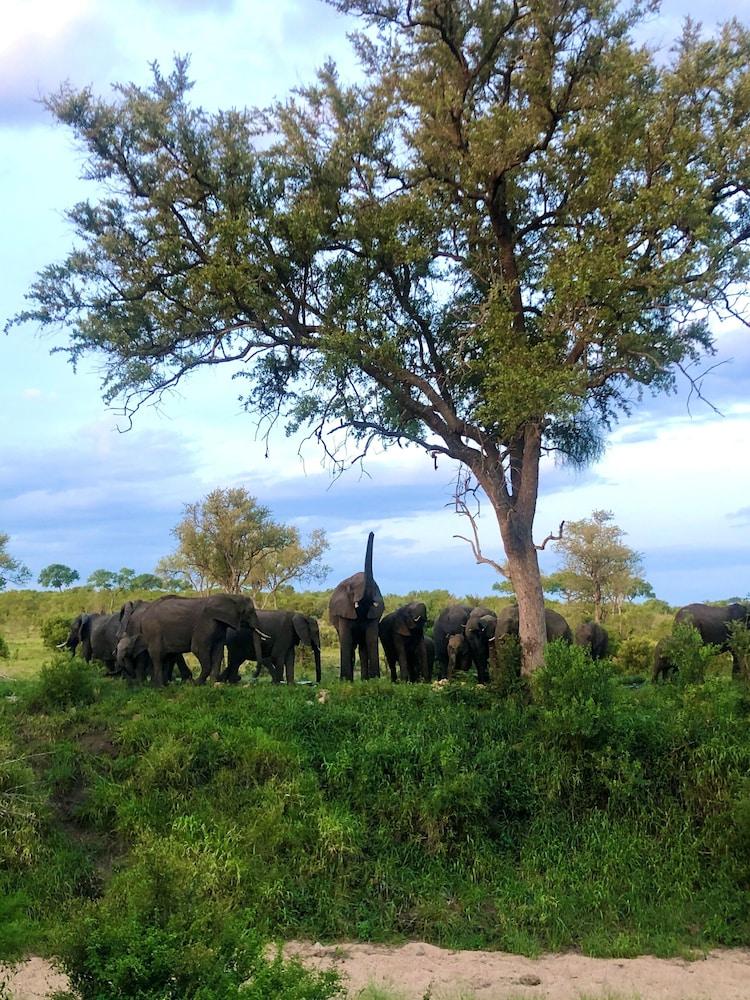 Hoyo Hoyo Safari Lodge Mluwati Concession 外观 照片